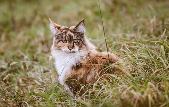 猫吃草是怎么回事 猫吃草是怎么回事迷信