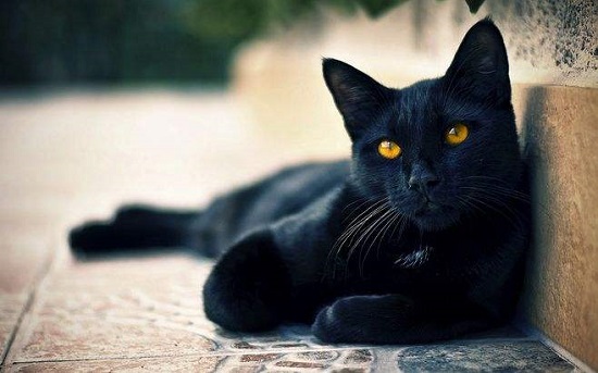 黑色猫咪有什么说法吗 养黑猫的忌讳有什么