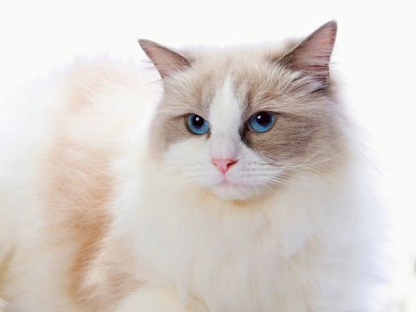 波斯系布偶猫和传统布偶猫的区别
