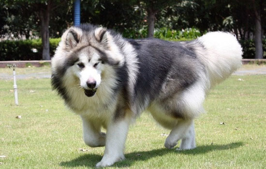 阿拉斯加巨型犬多少钱 巨型阿拉斯加犬多少钱