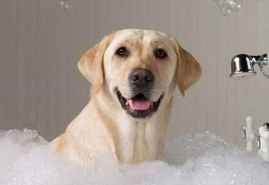 一个月的狗狗可以洗澡吗 一个月的狗狗是不能洗澡的