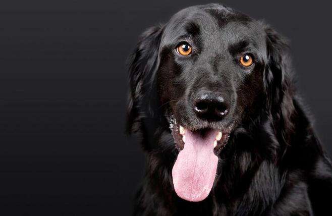 黑色可卡犬价格 黑色可卡犬价格多少钱