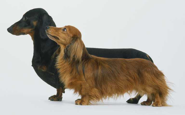 德国腊肠犬多少钱一只 德国腊肠犬多少钱一条