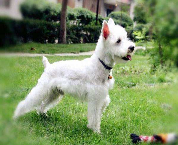 白色雪纳瑞犬价格 白色雪纳瑞犬价格多少钱一只