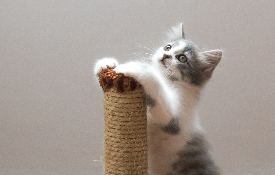 猫薄荷怎么用 猫薄荷怎么用能吃吗