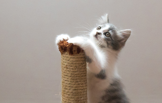 猫薄荷对猫有害处吗 猫薄荷对幼猫有害处吗