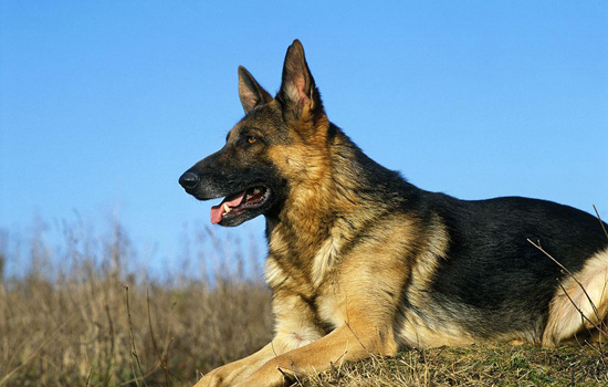 狗狗尿黄是什么原因 导致狗狗尿黄的原因