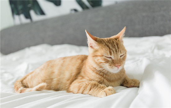 猫在床上拉尿怎么教育 猫咪在床上拉尿的教育方式