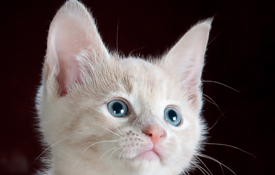 猫薄荷对猫来说相当于什么 猫薄荷对猫来说相当毒品吗