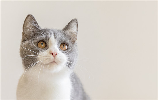 英短猫寿命一般多少年 英短猫寿命一般有12~15年