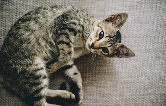 猫抑郁的表现是什么 猫抑郁的表现是什么症状