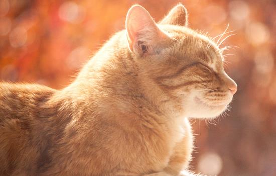 猫抑郁症怎么办 猫抑郁症怎么才能好起来