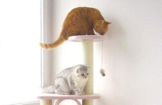 猫爬架可以代替猫窝吗 猫爬架可以代替猫窝