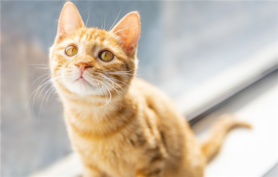 猫肠胃炎可以自愈吗 猫肠胃炎一般可以自愈