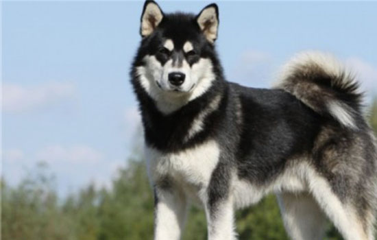 阿拉斯加犬能长多大 阿拉斯加能长到70-110斤