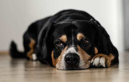 狗狗肠胃炎有什么症状 狗狗肠胃炎的症状