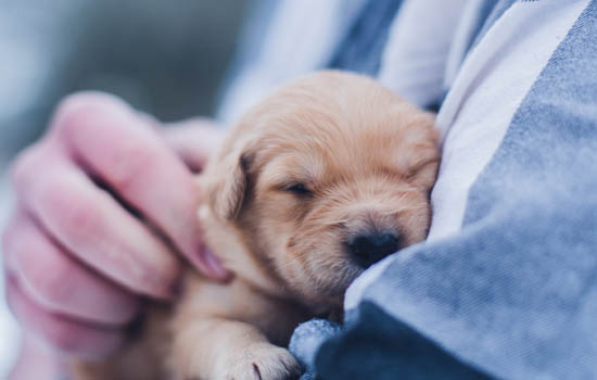 幼犬吃磨牙棒有危险吗 幼犬吃磨牙棒有危险