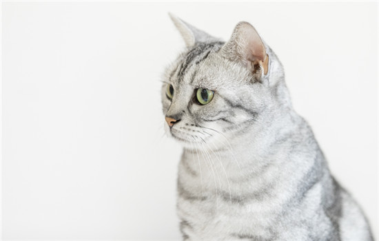 猫肚子腹水是什么症状 猫咪肚子腹水症状