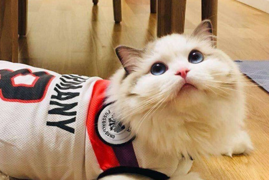 猫穿衣服有什么危害 猫咪穿衣服的危害