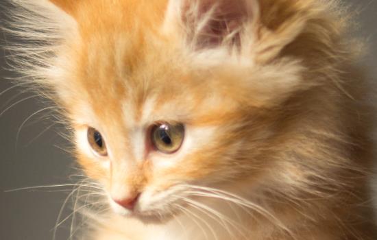 小猫呛羊水的症状 小猫呛羊水有什么影响