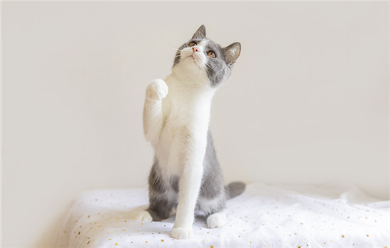 猫咪报复性尿床怎么办 猫咪报复性尿床的处理办法