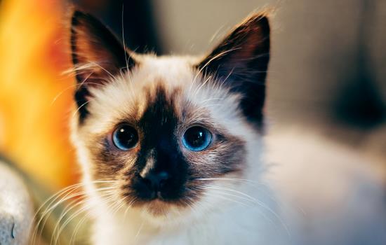 猫的眼睛看到世界是怎么样 猫的眼睛看到世界是什么颜色的