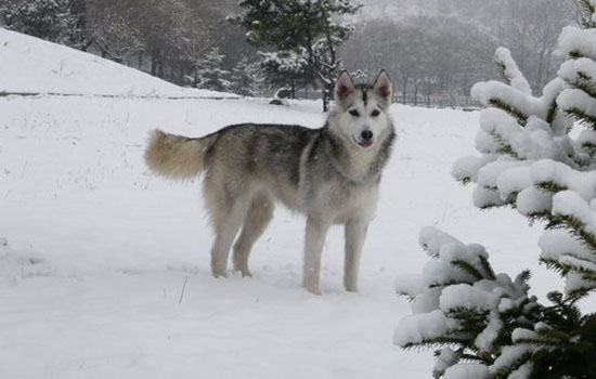 阿拉斯加到底有多难养 阿拉斯加雪橇犬的缺点