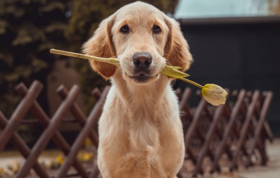 犬绳怎么使用 如何正确使用犬绳