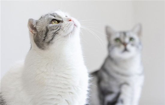 猫咪益生菌有什么作用 猫咪益生菌常见的作用