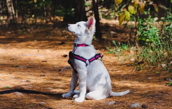 如何控制犬瘟热 犬瘟热预防