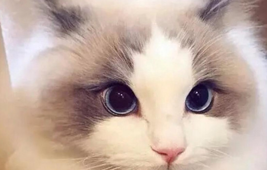 纯种布偶猫多少钱一只 便宜的都要八千到一万元