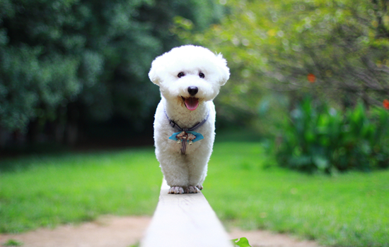 怎么挑选比熊犬 怎么挑选比熊犬是否健康