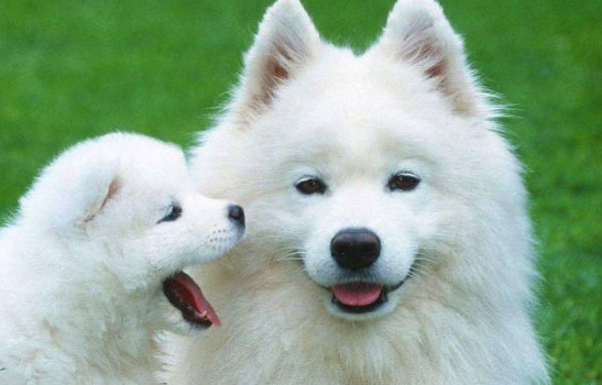萨摩耶犬一般多少钱一只 纯种萨摩耶幼犬价格