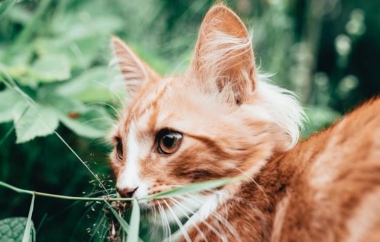 猫能吃啥食物 猫能吃什么东西