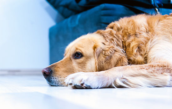 金毛幼犬晚上一直叫怎么办 找到原因安抚