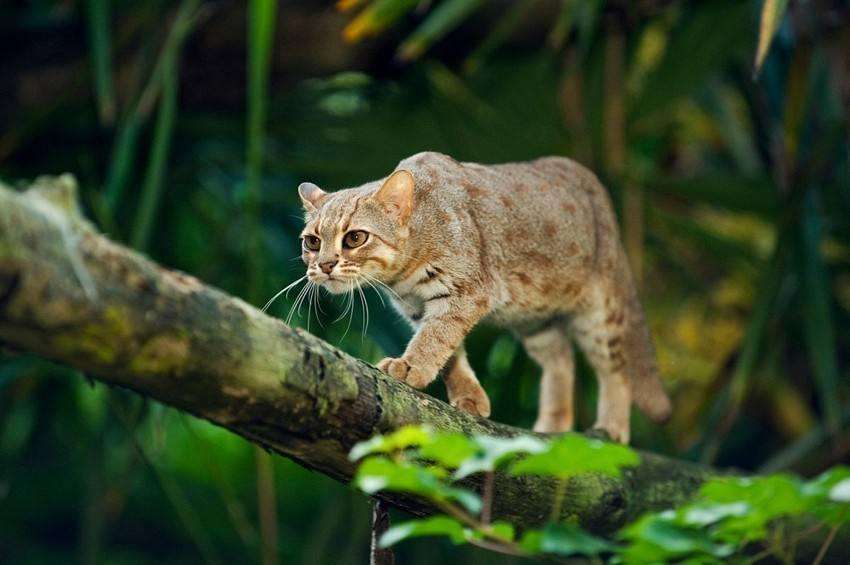 锈斑豹猫是国家保护动物吗 锈斑豹猫是不是国家保护动物