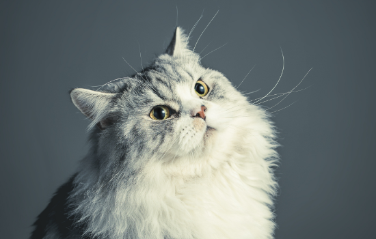 怎么提高猫的免疫力 猫咪抵抗力怎么提高