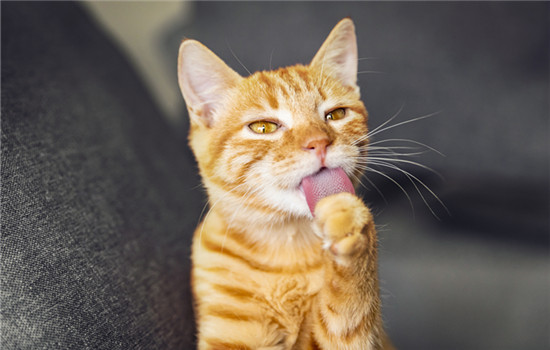 猫吐舌头喘气是为什么 猫咪吐舌头喘气的原因