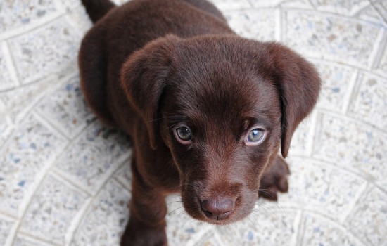 黑色犬种有哪些 黑色犬种大概有哪些