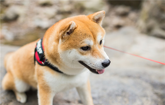 狗狗中暑会拉稀吗 狗狗中暑一般不会拉稀