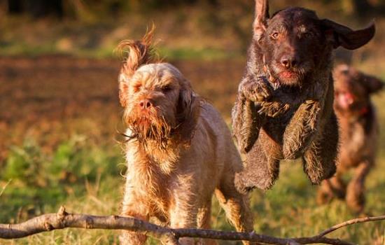 史毕诺犬哪里卖 史毕诺犬哪里可以买到