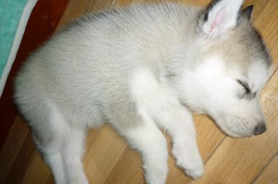 狗一般一天睡几个小时 狗狗的睡眠时间