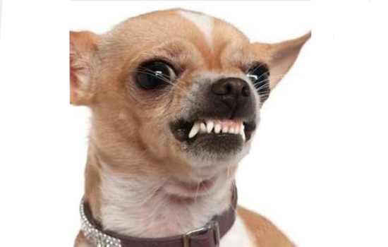 狗狗在什么时候换牙 狗狗换牙期是2-8月龄