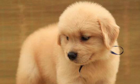 金毛幼犬一般多少钱 一般在千元左右