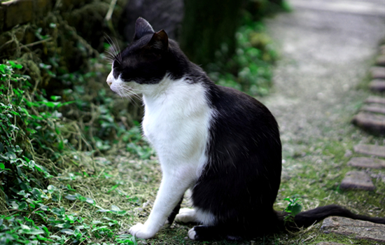 猫癣只吃内服能治好么 猫的猫癣有什么内服的药吗