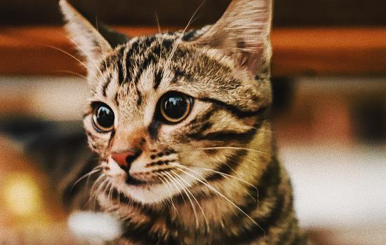 猫疝气的表现 猫疝气的症状表现