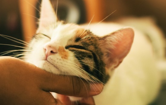 猫咪为什么喜欢抱着手蹬 猫咪抱着手蹬我为什么