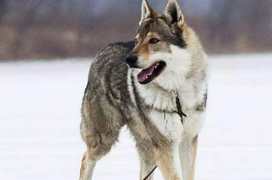 捷克狼犬在中国禁养吗 捷克狼犬在中国禁养