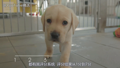 导盲犬如何选拔 小奶狗要接受8项测试