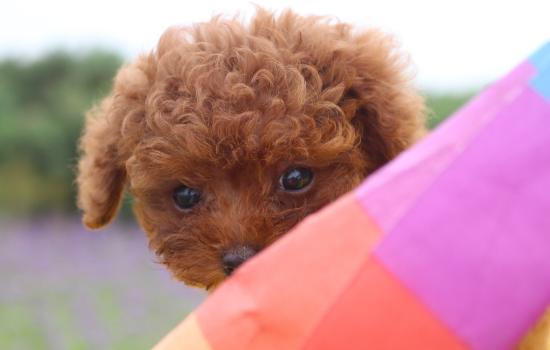 两个月的幼犬可以吹空调吗